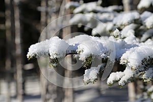 Spruce tree with snow