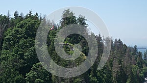 Spruce Tree in Summer. Aerial view of Forest. Green Trees. Aerial Landscape.