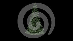 Spruce Tree timelapse growing, Luma Matte attached