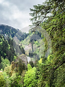 spruce tree twigs and overgrown mountain slope photo