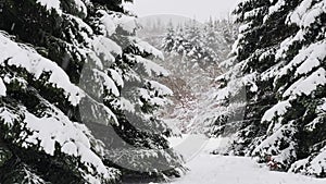 Spruce trees covered with fresh snow in the winter forest, in the snow falling.