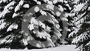 Spruce trees covered with fresh snow in the winter forest, in the snow falling.