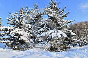 Spruce trees covered with snow in a park, Russia