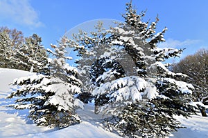 Spruce trees covered with snow in a park, Russia