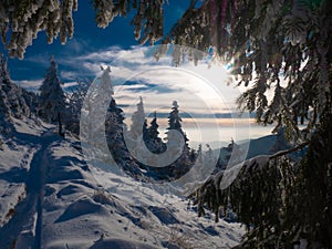 Spruce trees covered with snow and rime