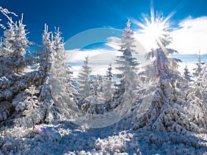 Spruce trees covered with snow and rime