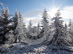 Spruce trees covered with snow and rime