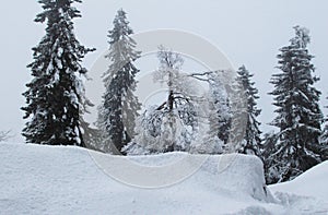 Spruce trees covered with snow in a winter forest in Finland