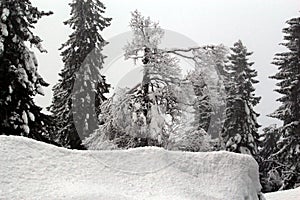 Spruce trees covered with snow in a winter forest in Finland