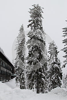 Spruce trees covered with snow in a winter forest in Finland