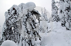 Spruce trees covered with snow in a winter forest in Finland