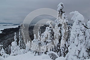 Spruce trees covered with snow in a winter forest in Finland