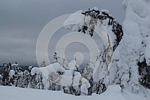 Spruce trees covered with snow in a winter forest in Finland