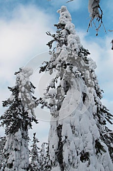 Spruce trees covered with snow in a winter forest in Finland