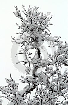 Spruce trees covered with snow in a winter forest in Finland