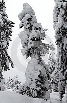 Spruce trees covered with snow in a winter forest in Finland