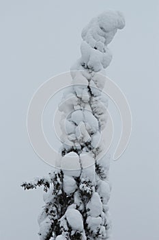 Spruce trees covered with snow in a winter forest in Finland