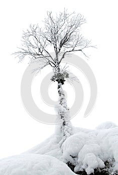 Spruce trees covered with snow in a winter forest in Finland