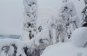 Spruce trees covered with snow in a winter forest in Finland