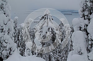 Spruce trees covered with snow in a winter forest in Finland