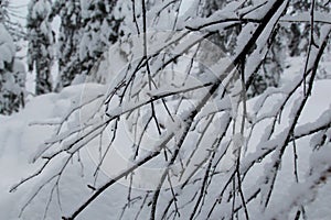 Spruce trees covered with snow in a winter forest in Finland