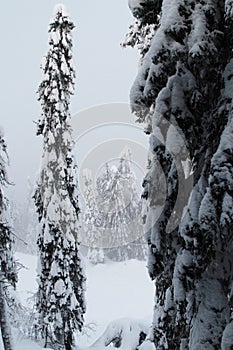 Spruce trees covered with snow in a winter forest in Finland