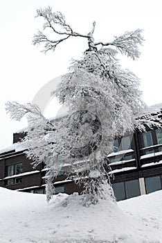 Spruce trees covered with snow in a winter forest in Finland