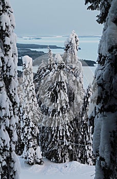 Spruce trees covered with snow in a winter forest in Finland