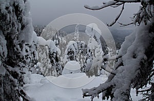 Spruce trees covered with snow in a winter forest in Finland