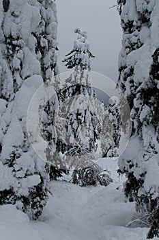 Spruce trees covered with snow in a winter forest in Finland