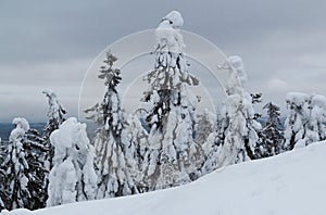 Spruce trees covered with snow in a winter forest in Finland