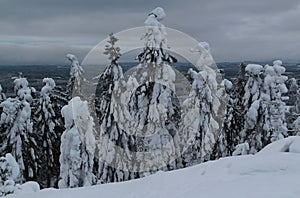 Spruce trees covered with snow in a winter forest in Finland