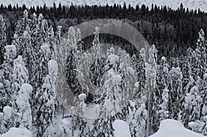 Spruce trees covered with snow in a winter forest in Finland