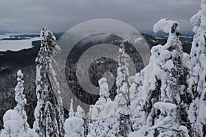 Spruce trees covered with snow in a winter forest in Finland