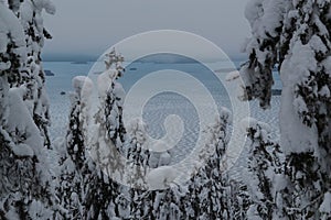 Spruce trees covered with snow in a winter forest in Finland in cloudy foggy day