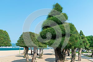 Spruce trees with a crown in the shape of a spiral on a sandy beach by sea