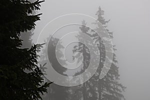 Spruce trees in fog creating an eerie mood