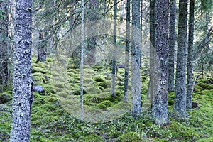 Spruce trees in the forest near the Ladoga Lake