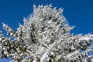 Spruce trees with frost