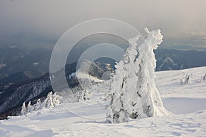 Spruce trees at Krizna mountain