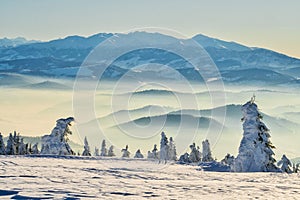 Spruce trees on Kubinska Hola ski slope during winter