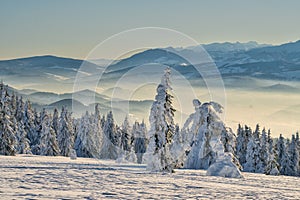 Spruce trees on Kubinska Hola ski slope during winter