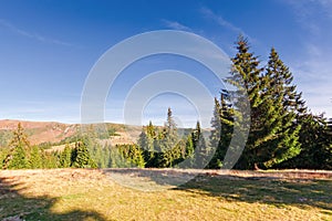 Spruce trees on the meadow in mountains at sunrise