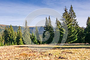 Spruce trees on the meadow in mountains at sunrise