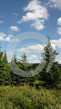 Spruce trees in mountains in Czech Republik