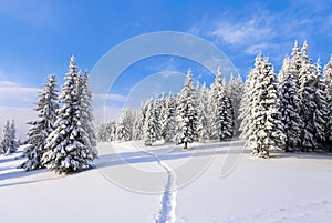 Spruce trees stand in snow swept mountain meadow under a blue winter sky. On the lawn covered with white snow.