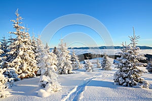 Spruce trees stand in snow swept mountain meadow under a blue winter sky. On the lawn covered with white snow.