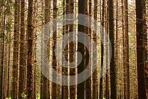 Spruce trees texture, background