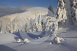 Smreky pod snehom pri Veľkej Fatre