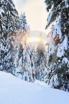 Spruce trees in winter filled with snow